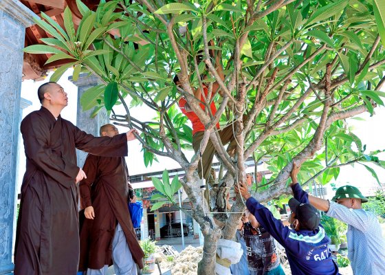 Đông Sơn: Lãnh đạo huyện trồng cây lưu niệm tại chùa Thạch Khê